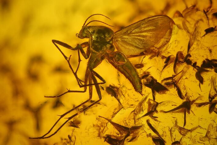 Detailed Fossil Fly (Mycetophilidae) In Baltic Amber #163462